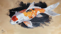 Aura of the Nishikigoi